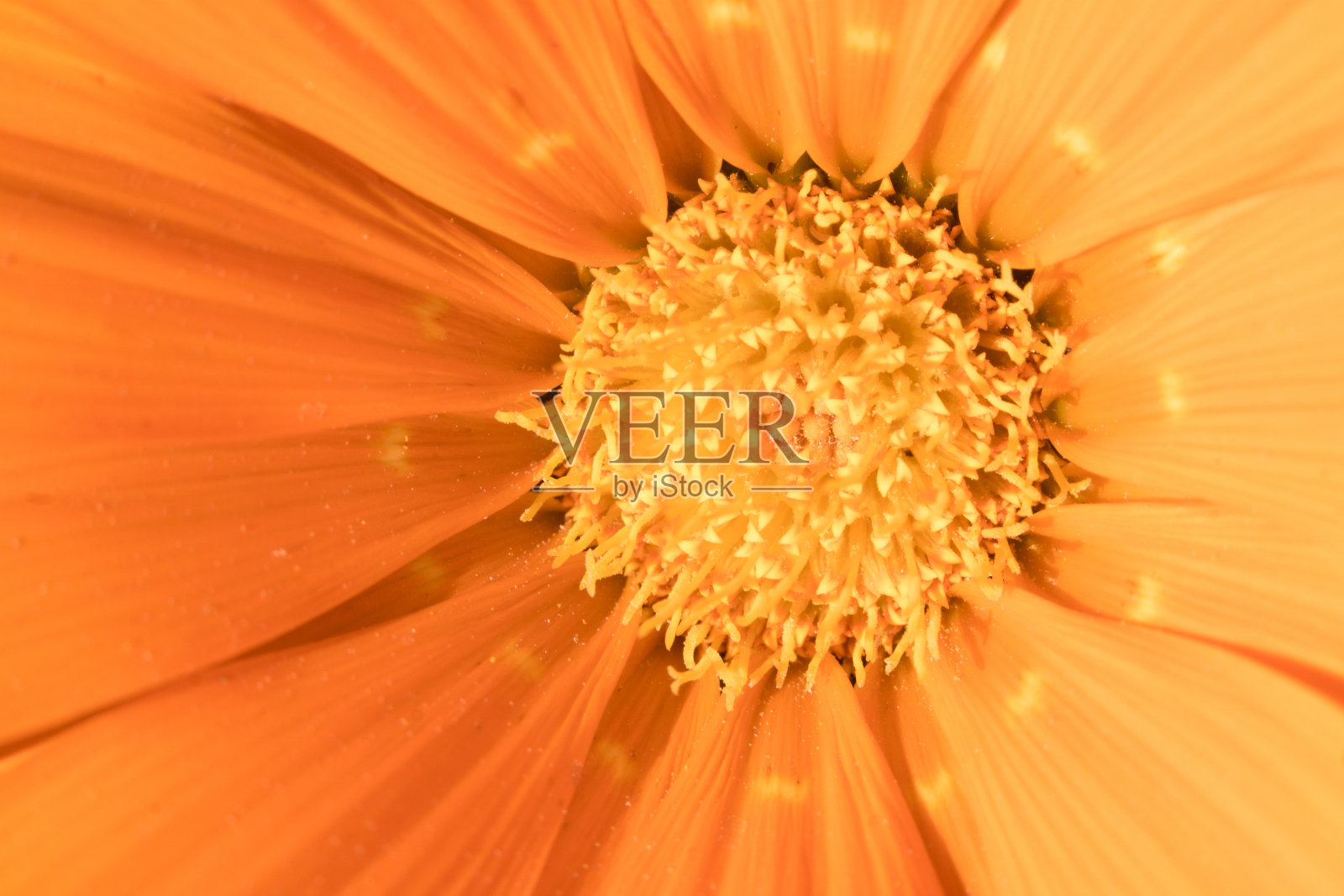 橙花近距离微距照片摄影图片