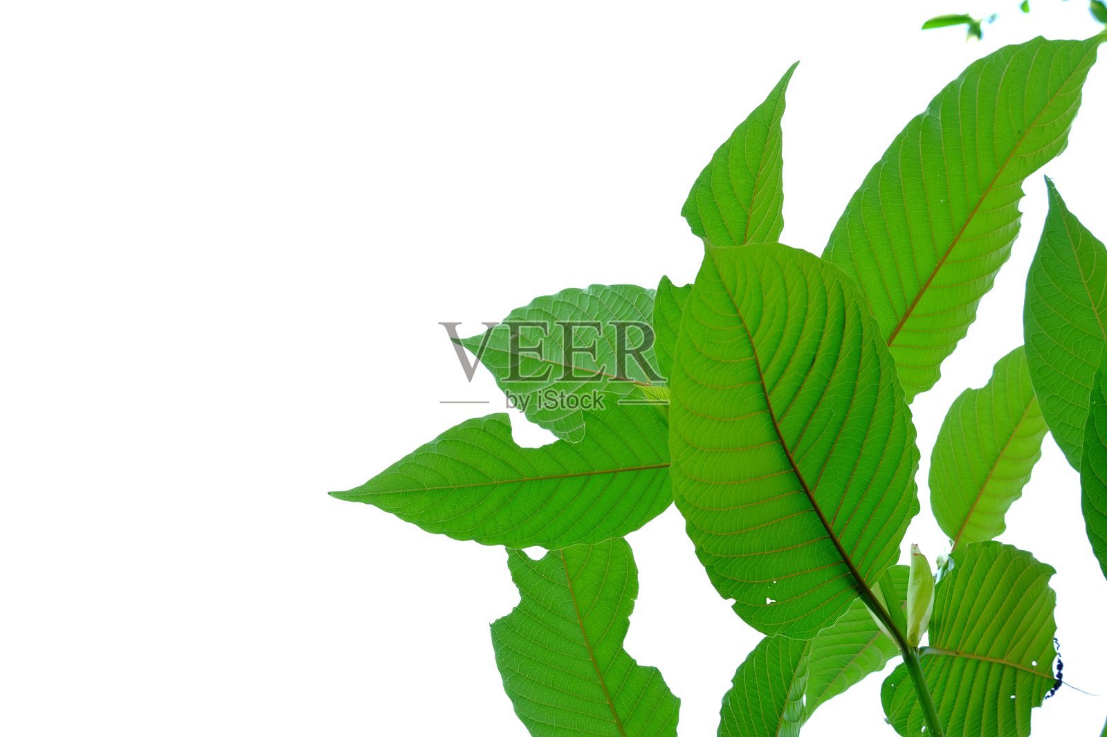 白色背景上的卡痛树叶与树枝，绿色树叶背景照片摄影图片