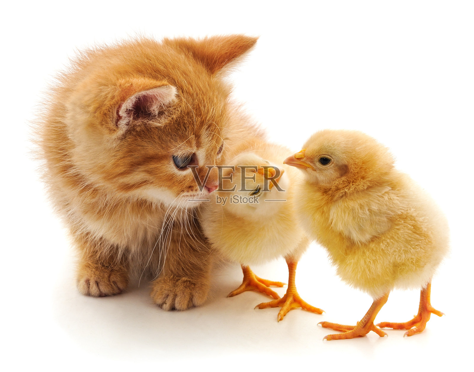 小猫和鸡。照片摄影图片