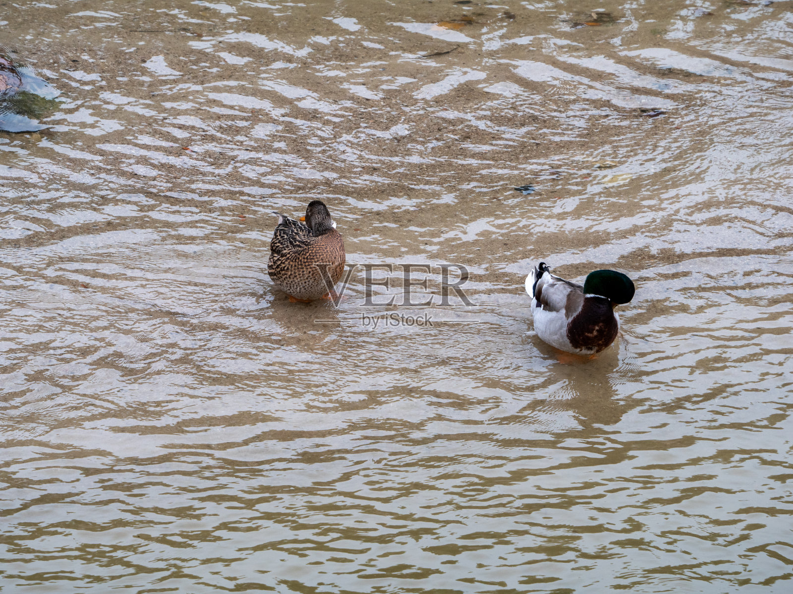 鸭照片摄影图片