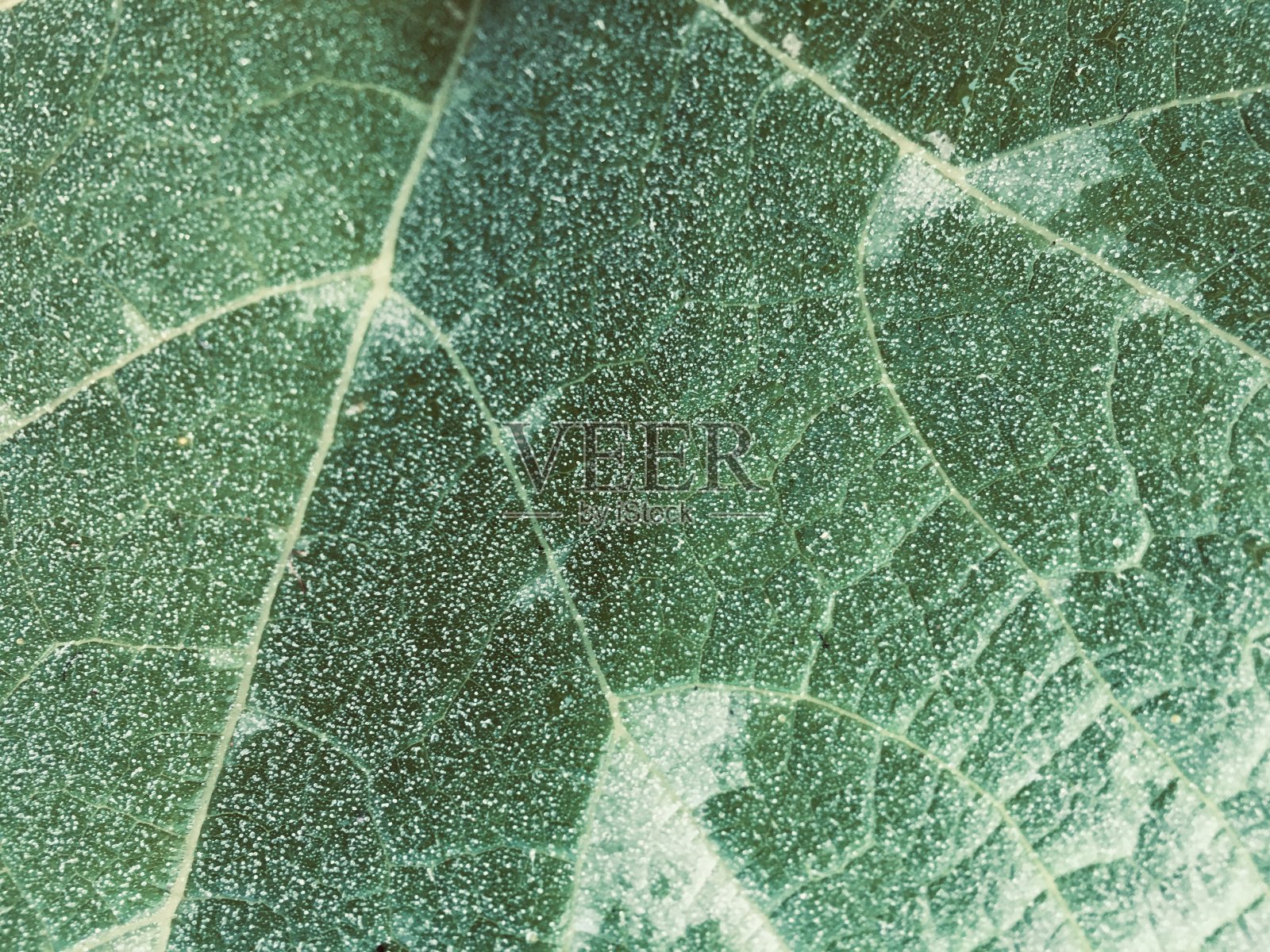 绿叶背景的南瓜树照片摄影图片