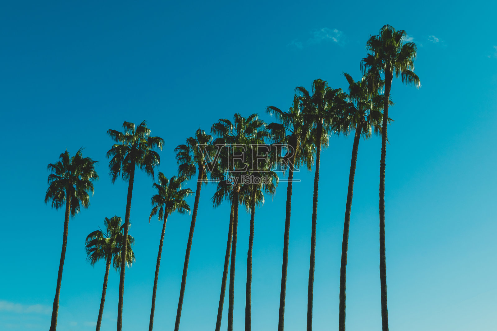 蓝天前的棕榈树照片摄影图片