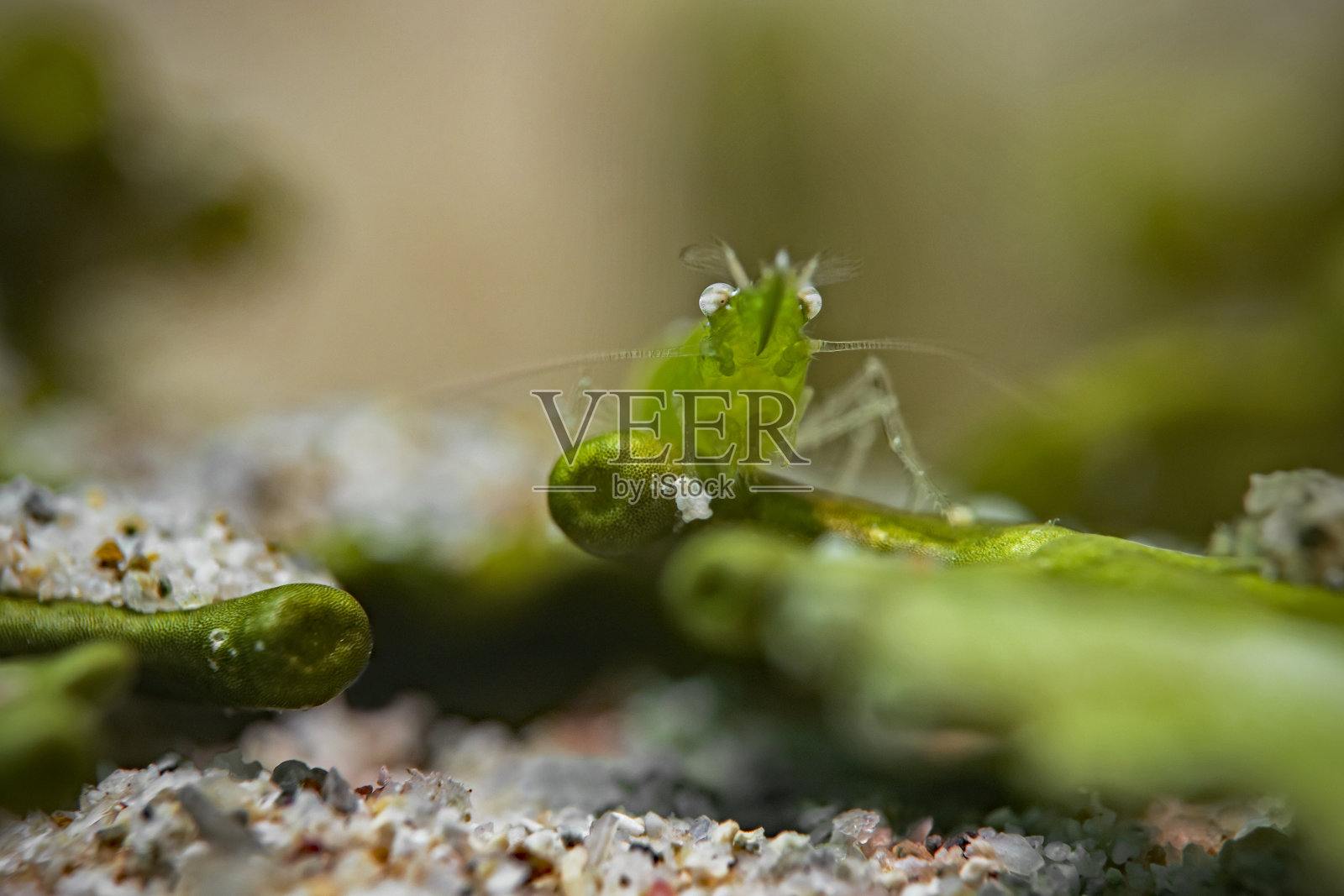 大鼻海草虾照片摄影图片