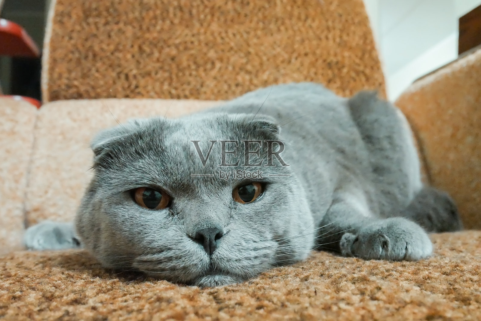 令人心寒的灰色的猫照片摄影图片