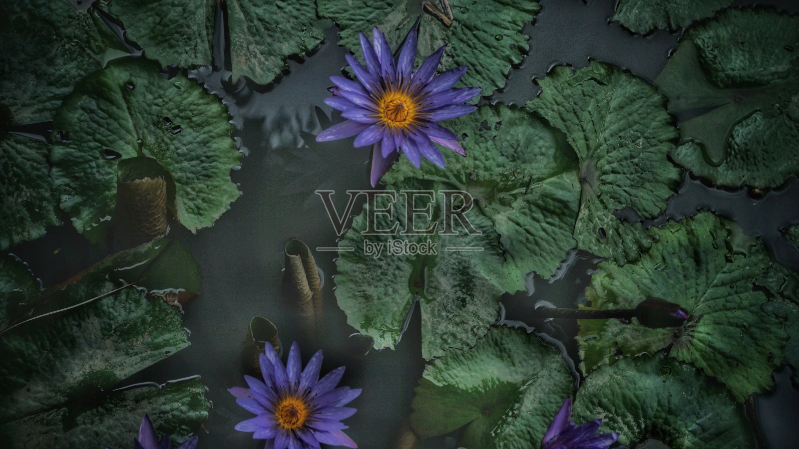 美丽鲜花墙背景特写照片摄影图片