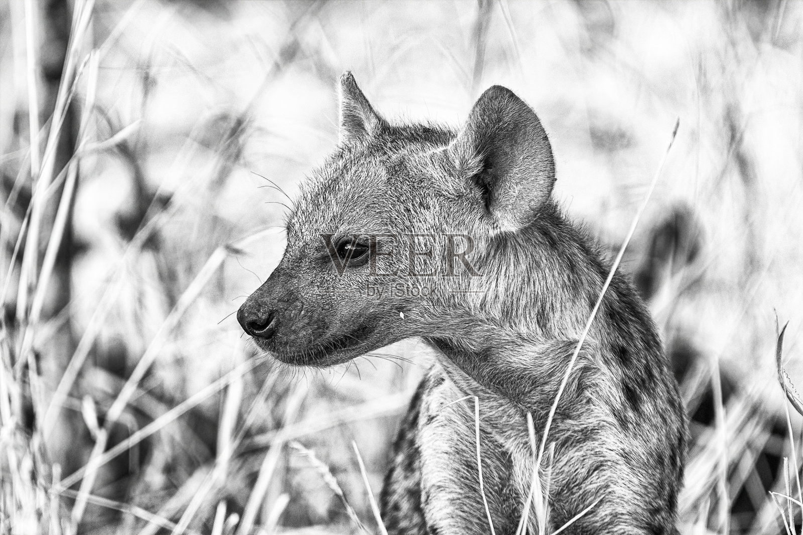 一只斑点鬣狗幼崽的特写。单色照片摄影图片
