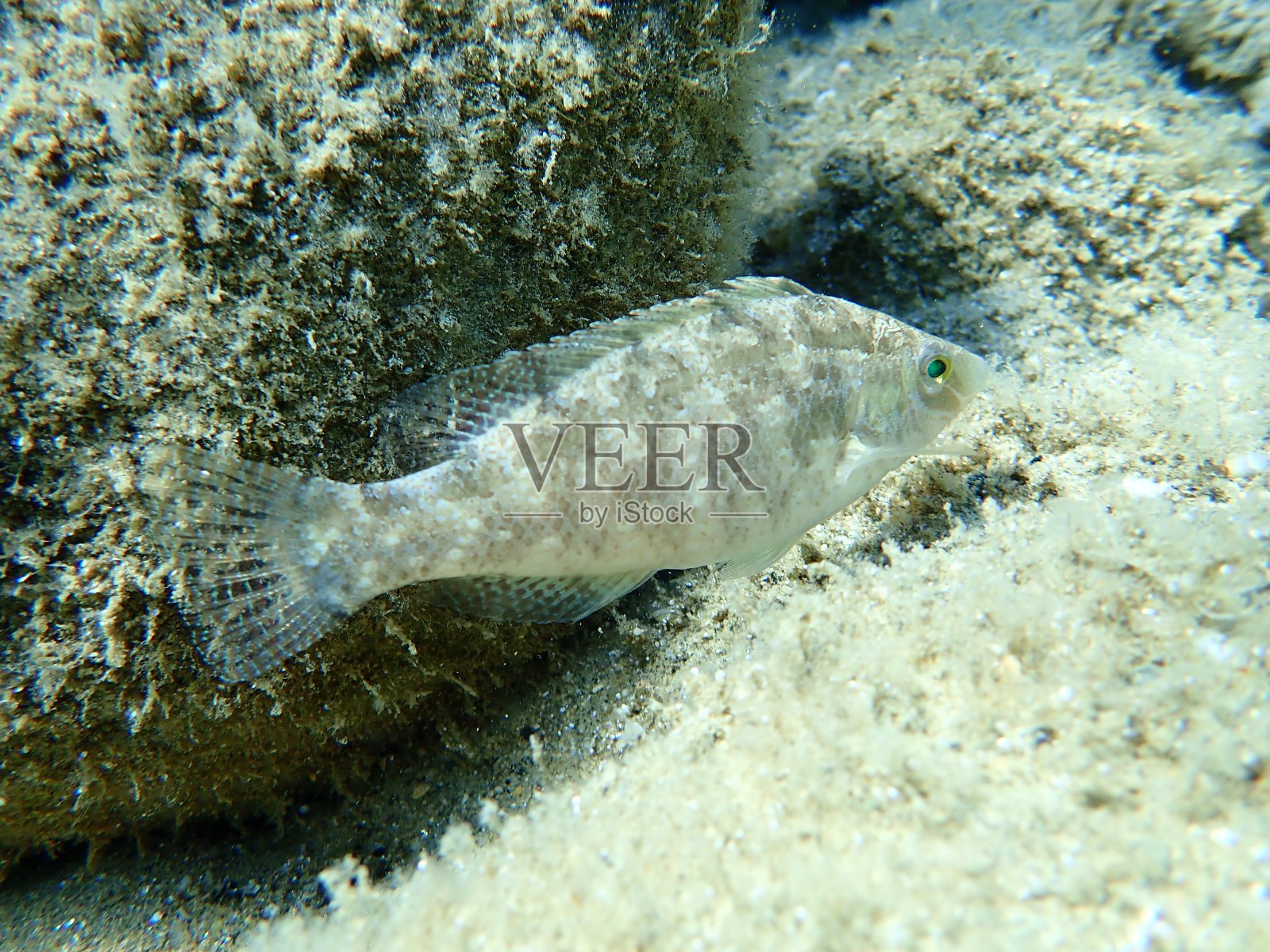 灰濑鱼(灰濑鱼)照片摄影图片