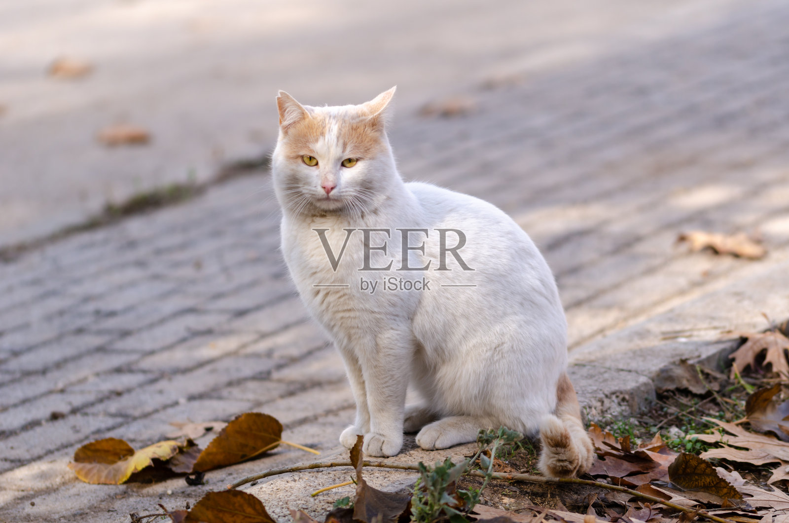 白色的猫照片摄影图片