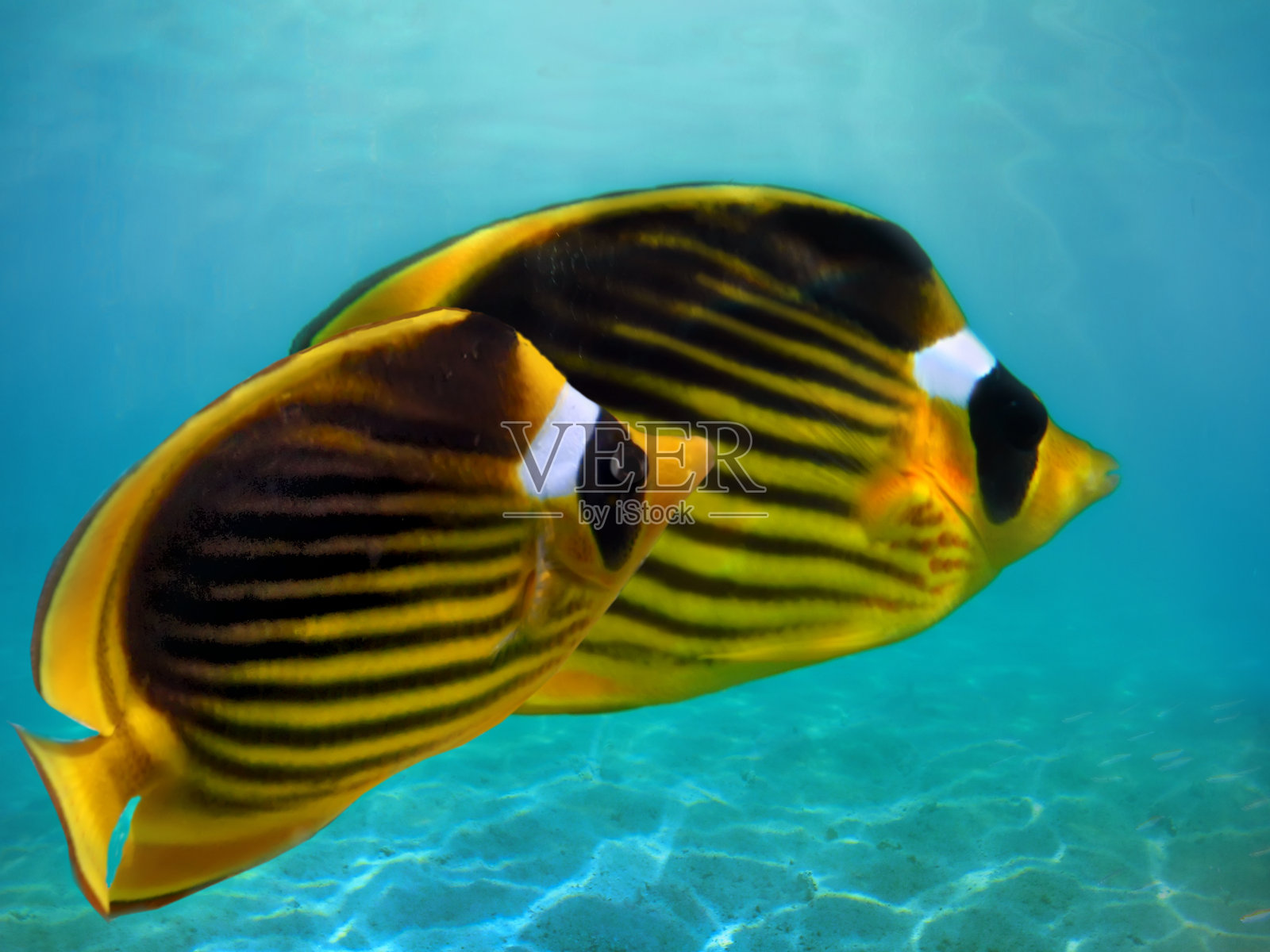 浣熊蝴蝶鱼红海照片摄影图片