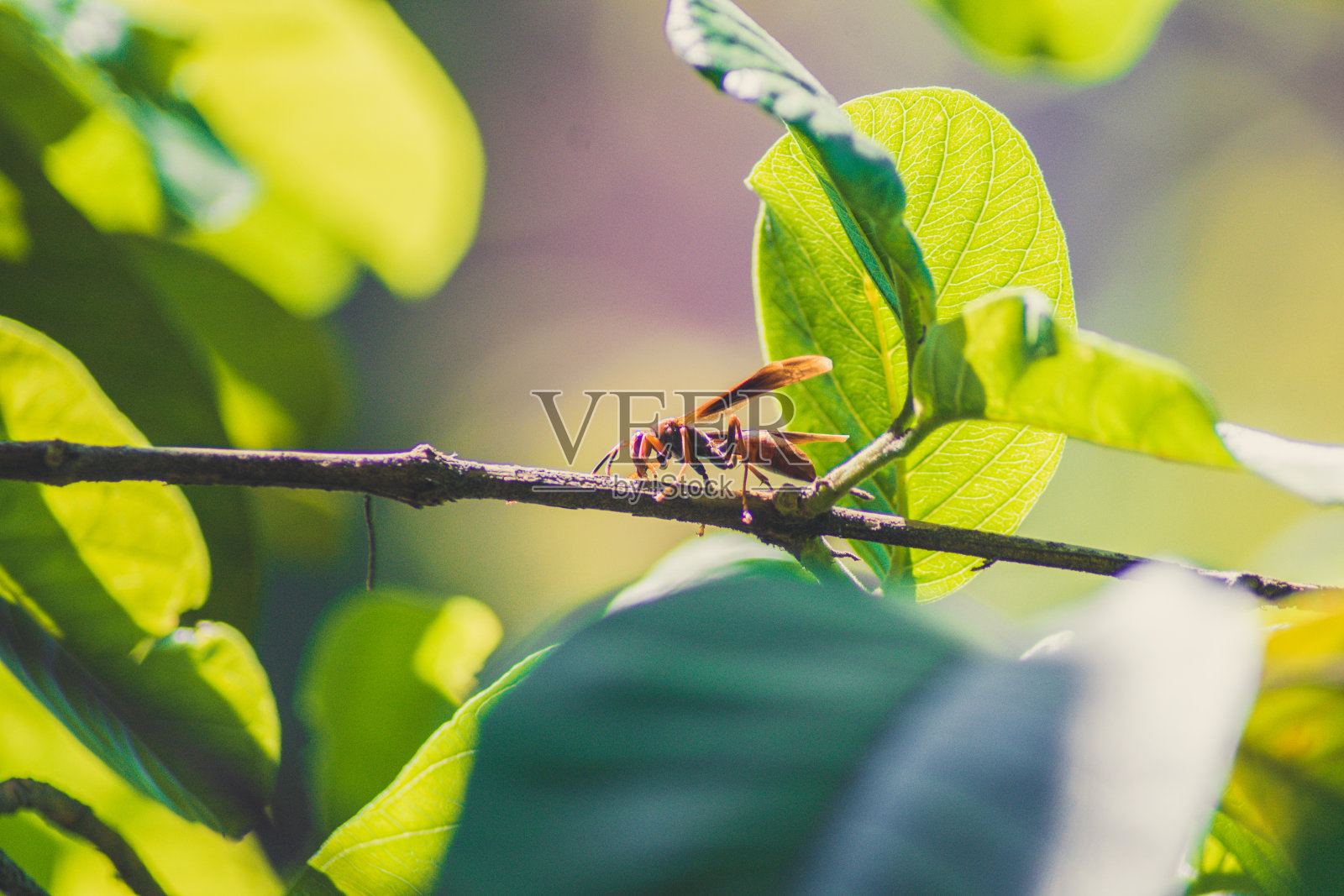 黄蜂照片摄影图片