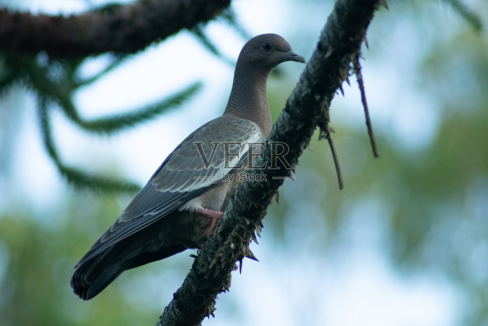 按比例缩小的鸽子照片摄影图片