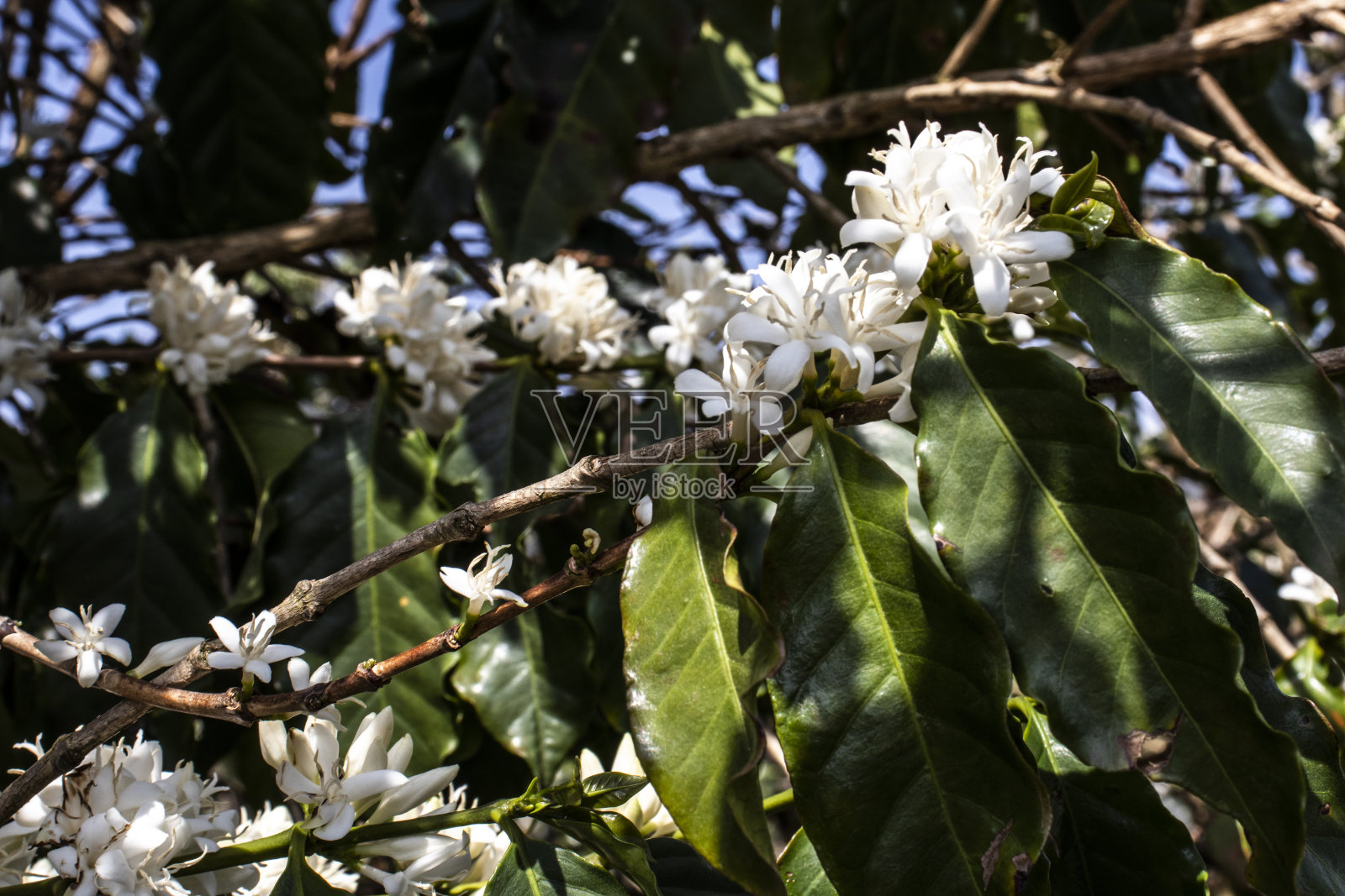 咖啡树开花与白色花与选择性焦点照片摄影图片