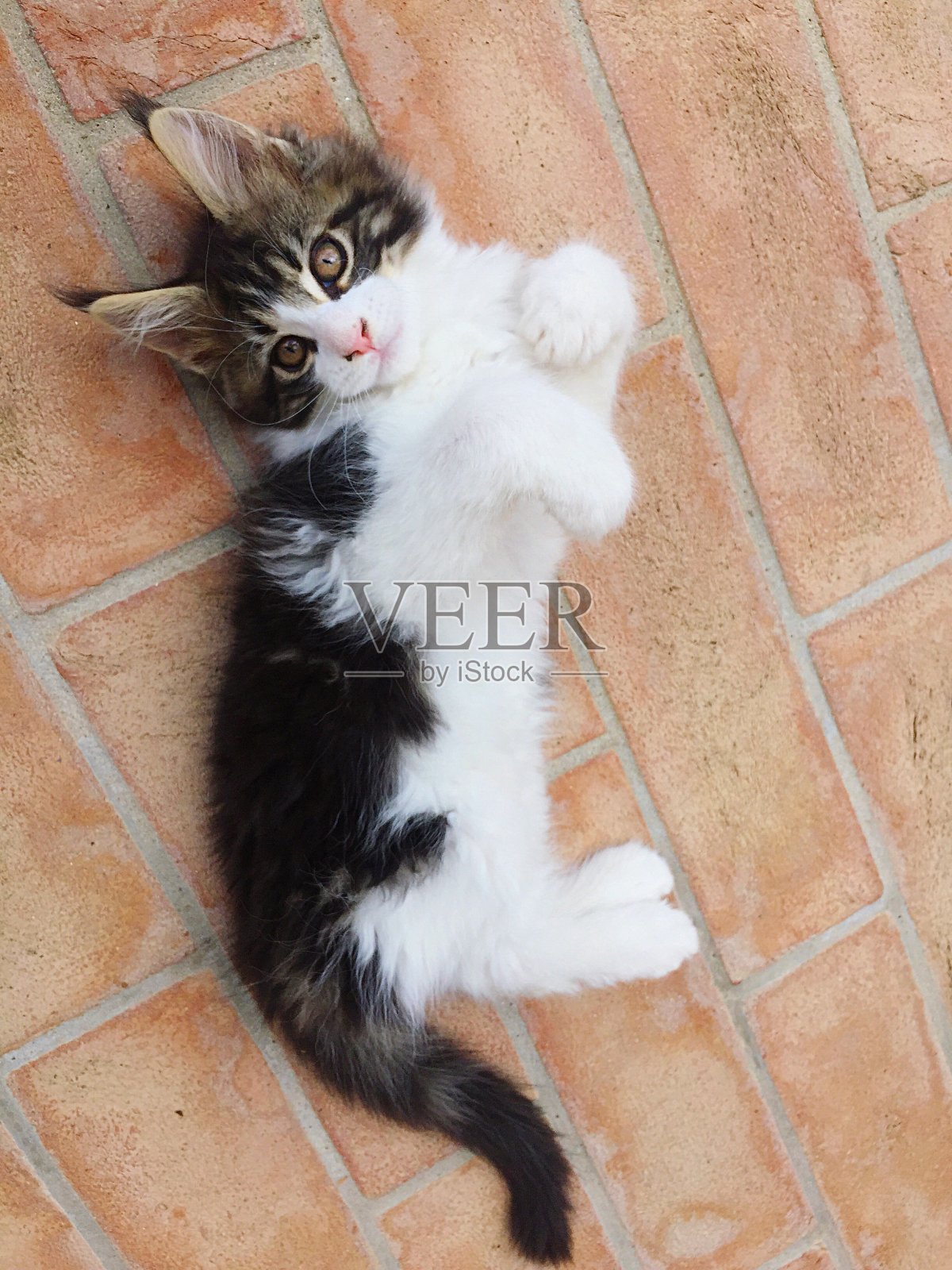 缅因库恩猫照片摄影图片