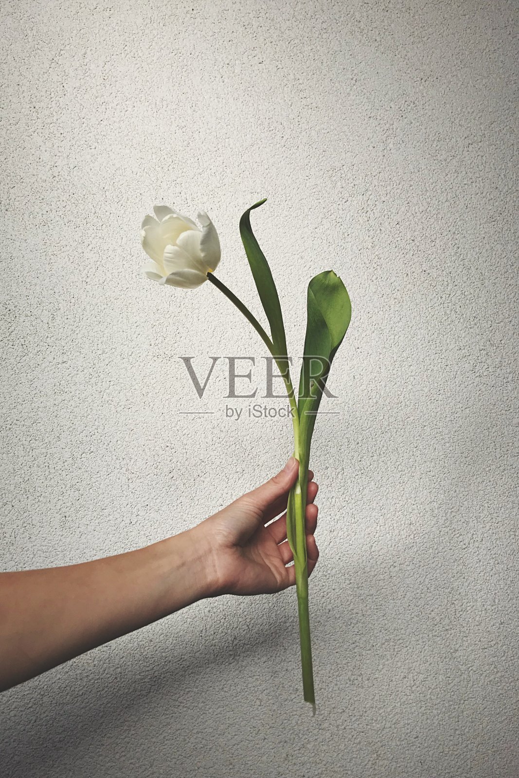 与郁金香照片摄影图片