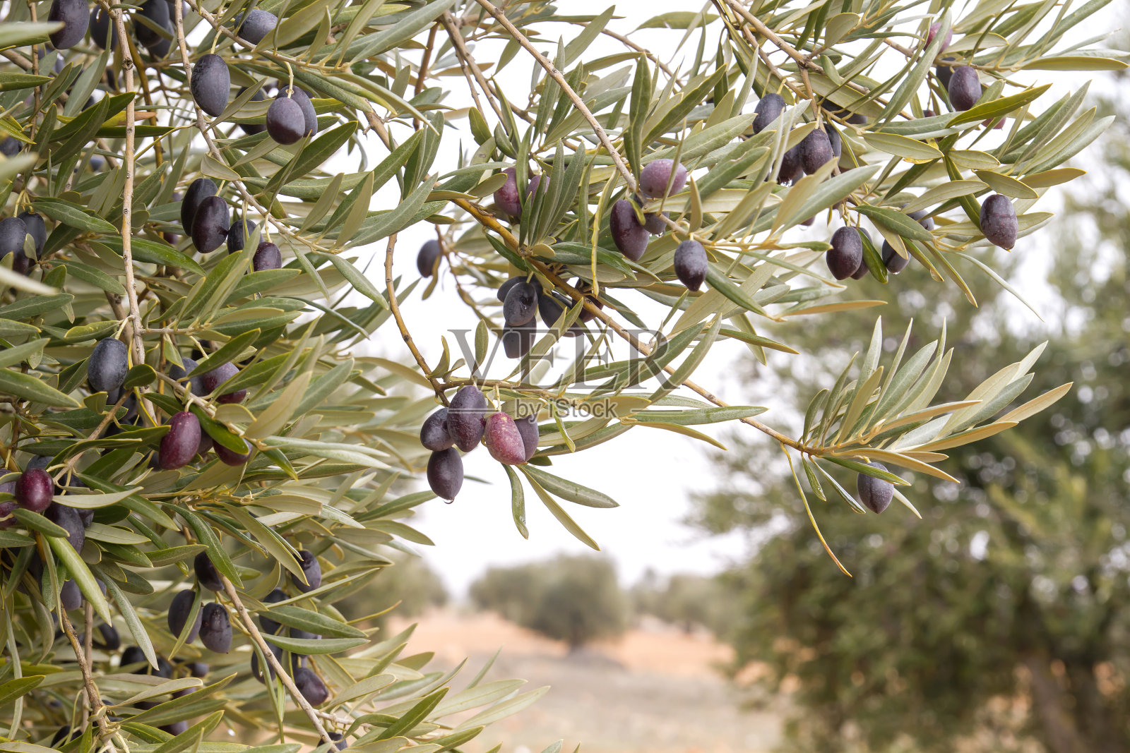 橄榄树的叶子和果实照片摄影图片