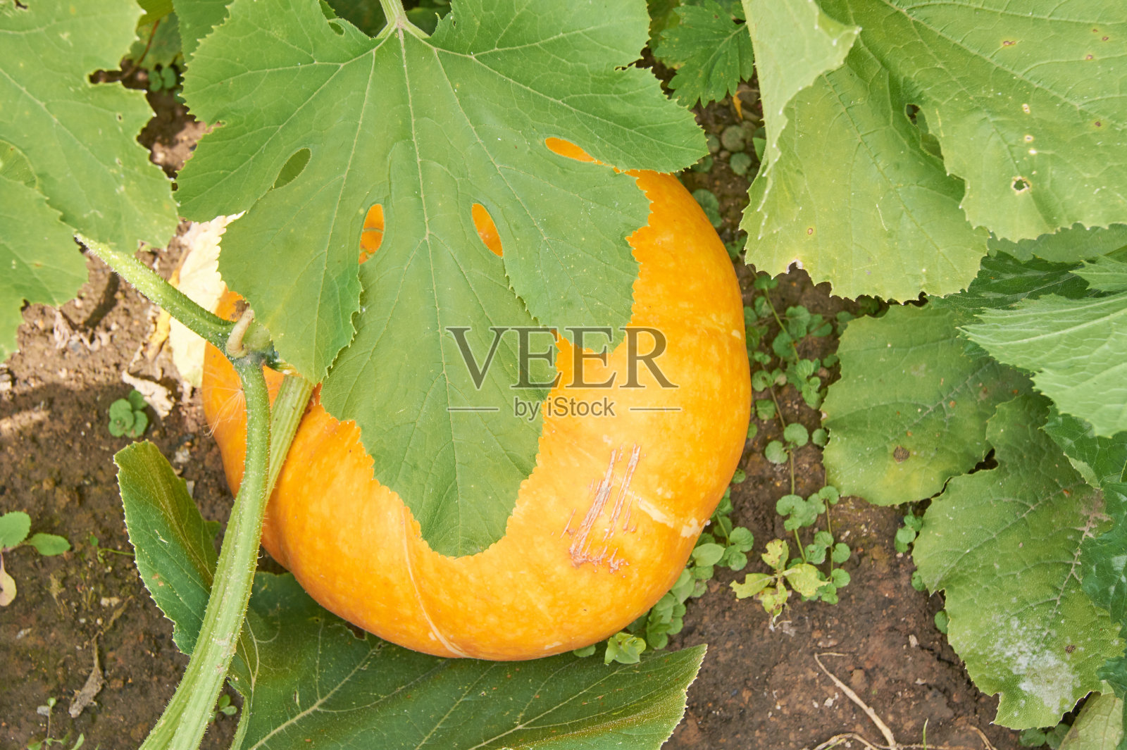 在菜园里种植黄南瓜。有机健康饮食食品照片摄影图片