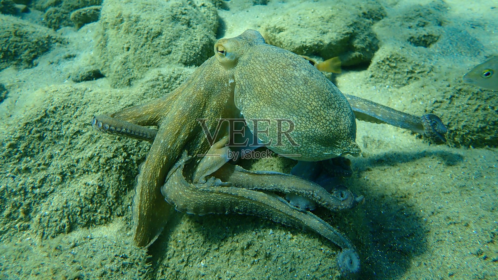 普通章鱼(octopus vulgaris)狩猎照片摄影图片