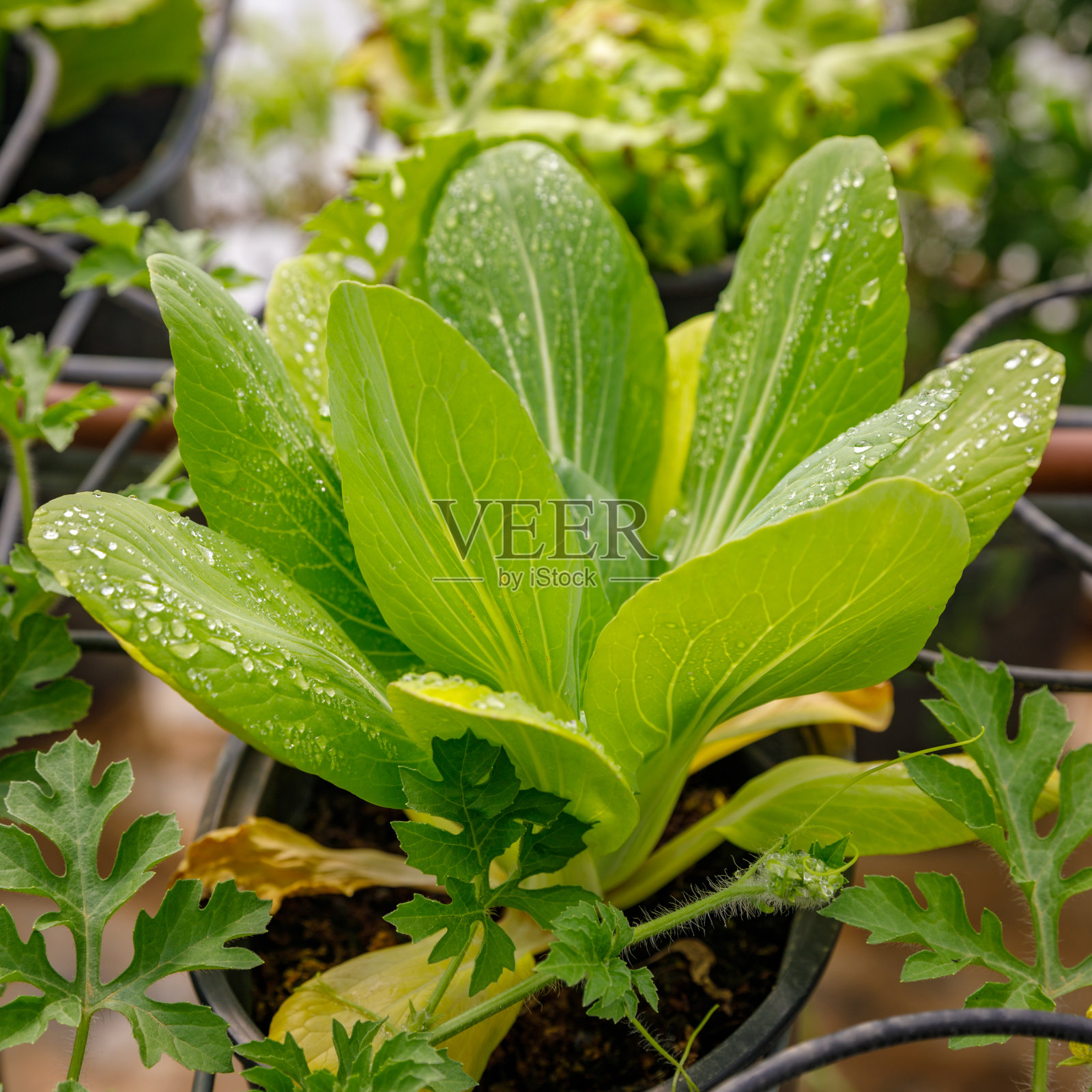 温室里的沙拉灌木照片摄影图片