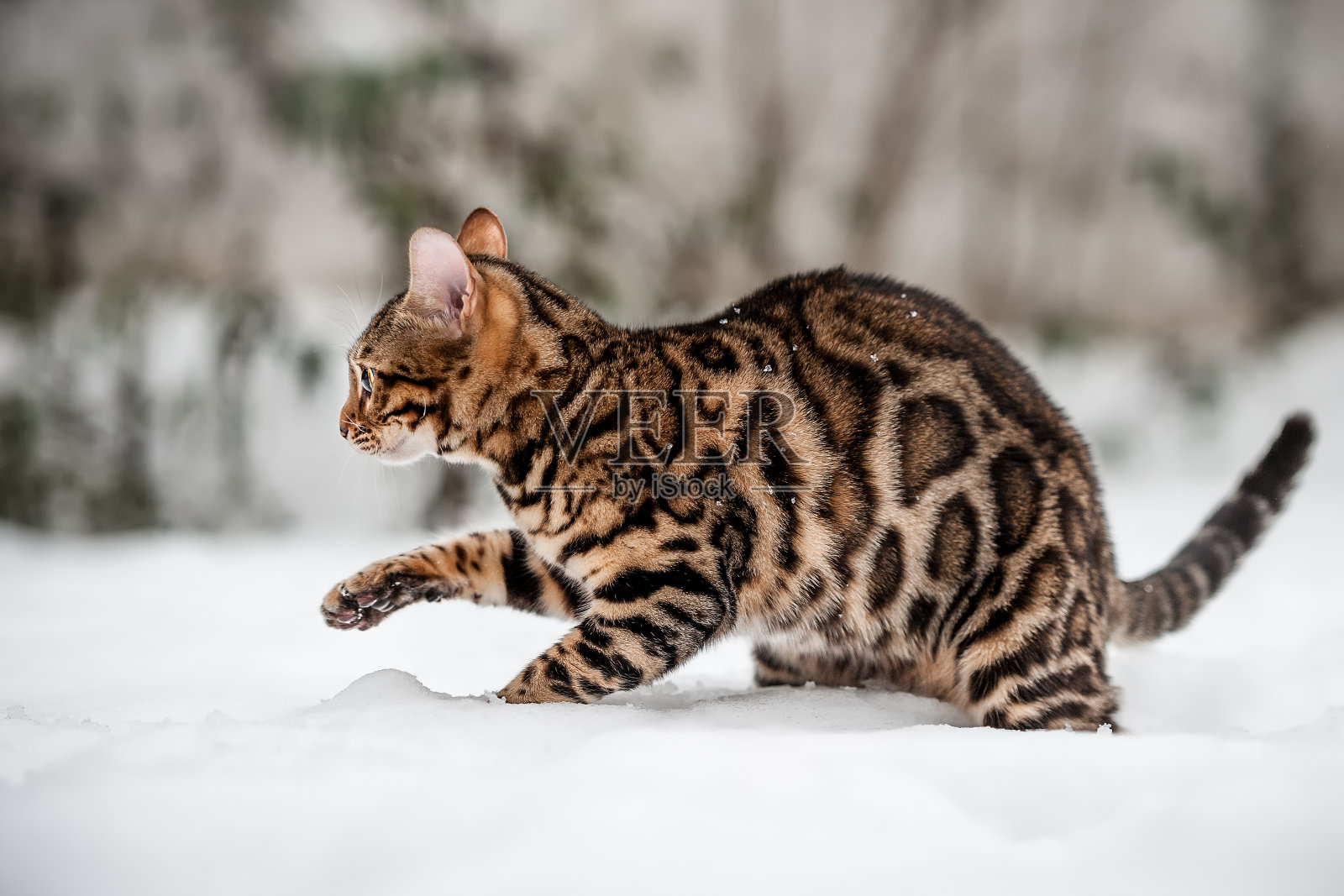 孟加拉猫户外照片摄影图片