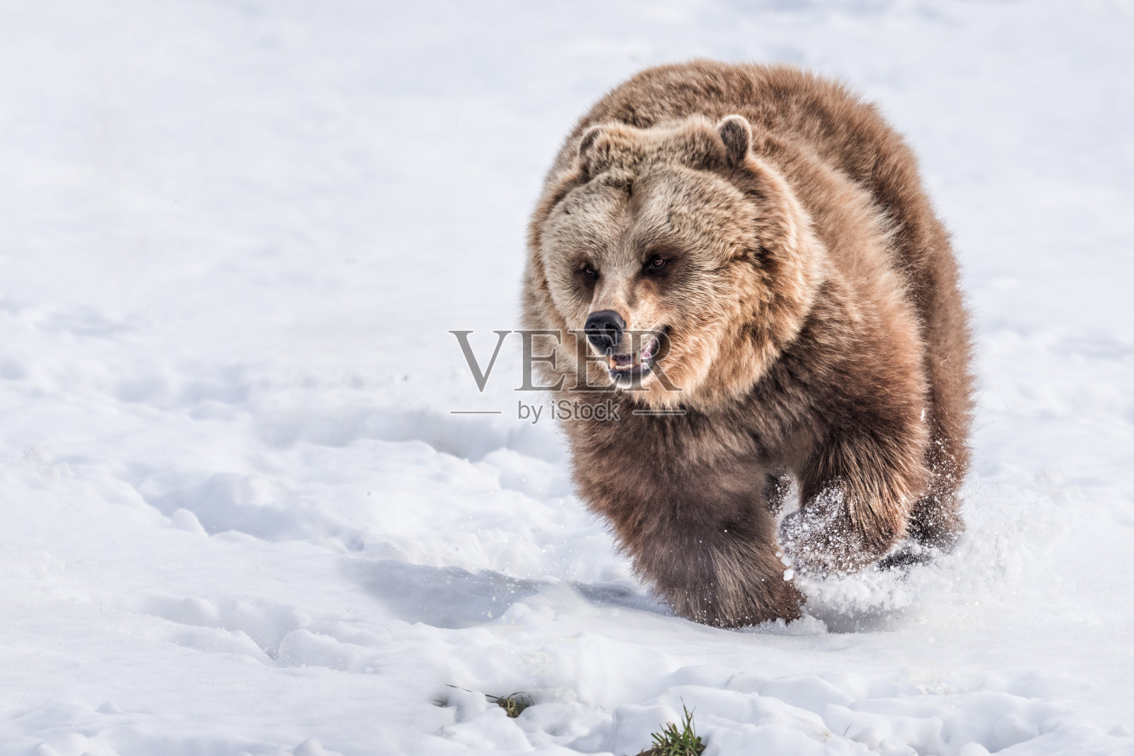 欧洲棕熊照片摄影图片