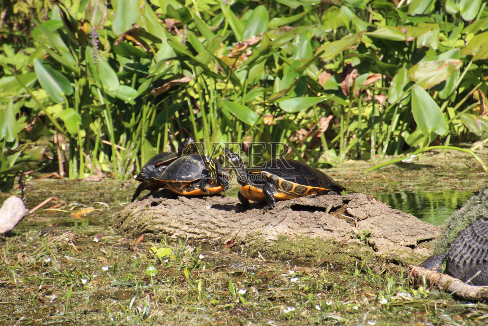海龟在晒太阳照片摄影图片