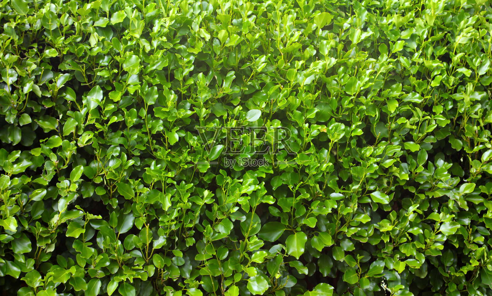 Griselinia对冲的叶子照片摄影图片