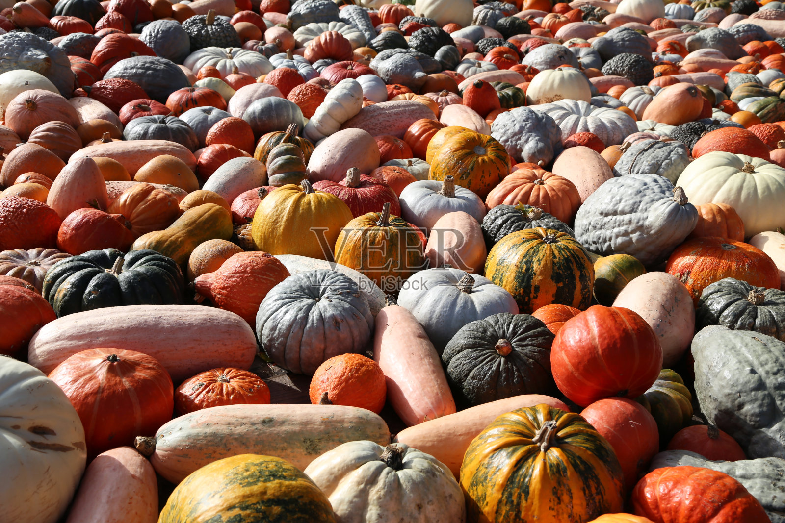 秋季农贸市场上的新鲜健康有机南瓜照片摄影图片