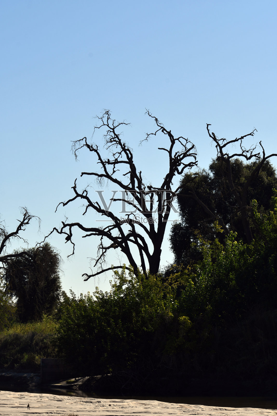 河边有一棵老橡树照片摄影图片
