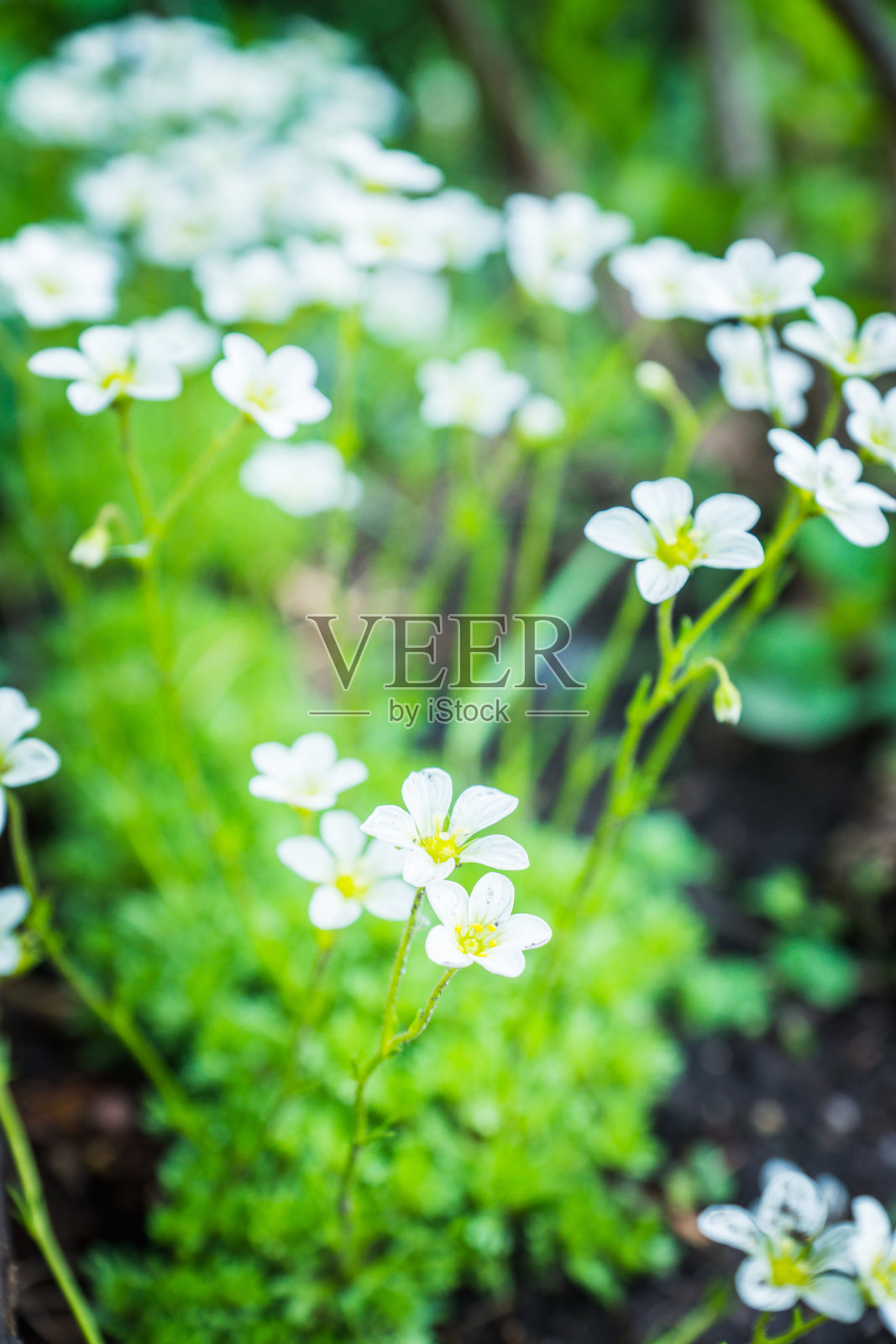 虎耳虎草在花园里盛开照片摄影图片