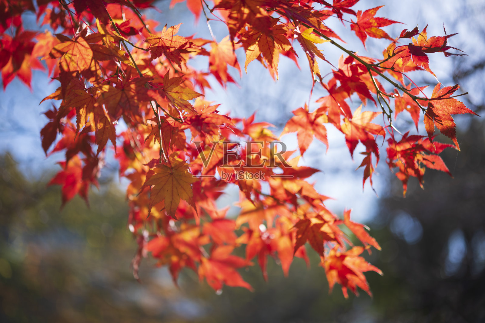 秋叶的特写照片摄影图片