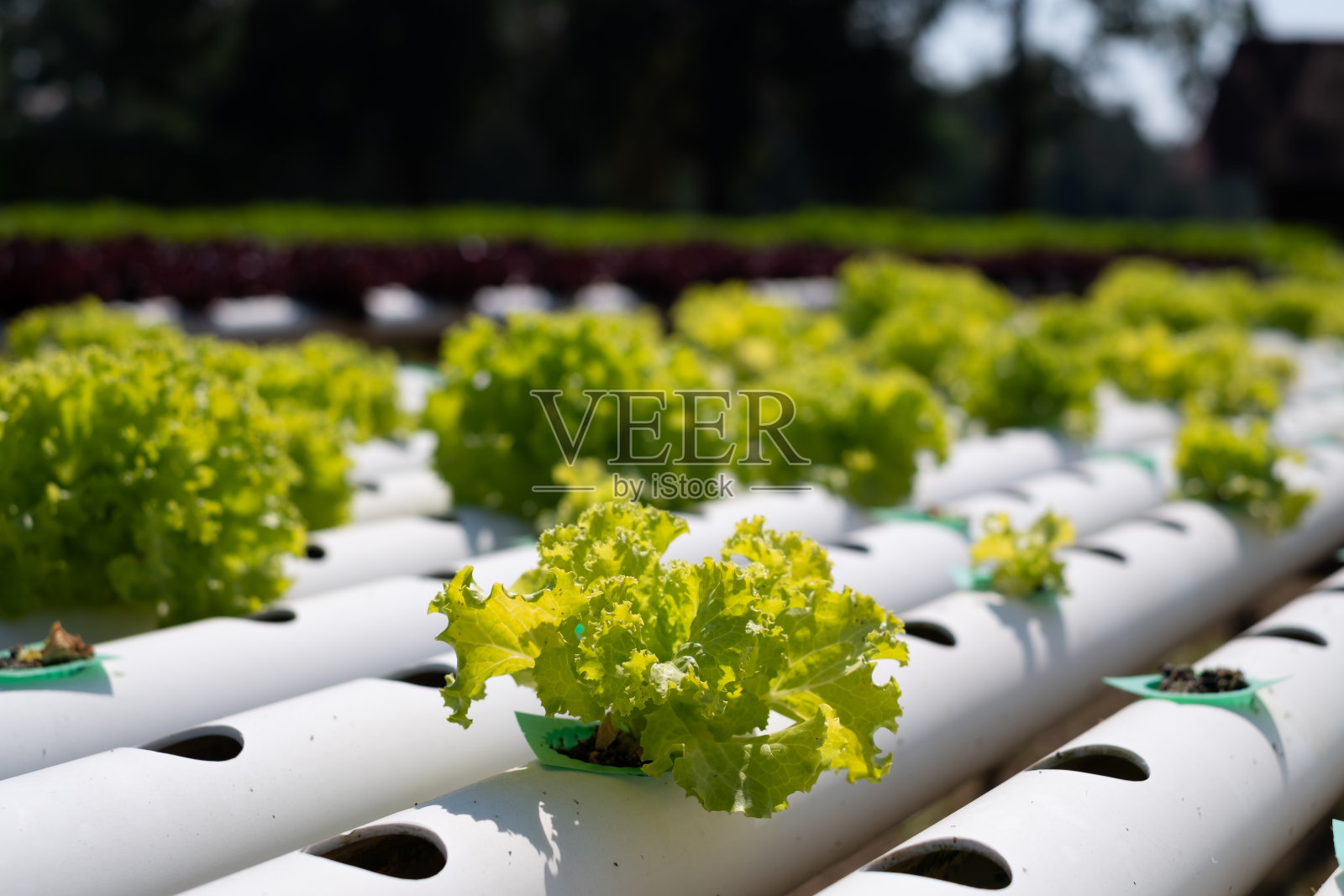 水培农场的特写。蔬菜沙拉农场只使用水而不使用土壤。水培管中水培生菜。照片摄影图片