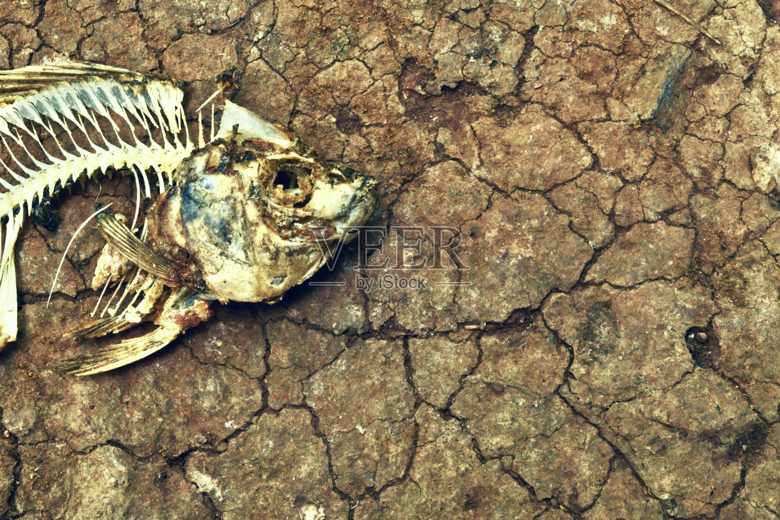 干裂土壤上的鱼骨。气候变化、干旱环境或粮食危机问题的概念。照片摄影图片