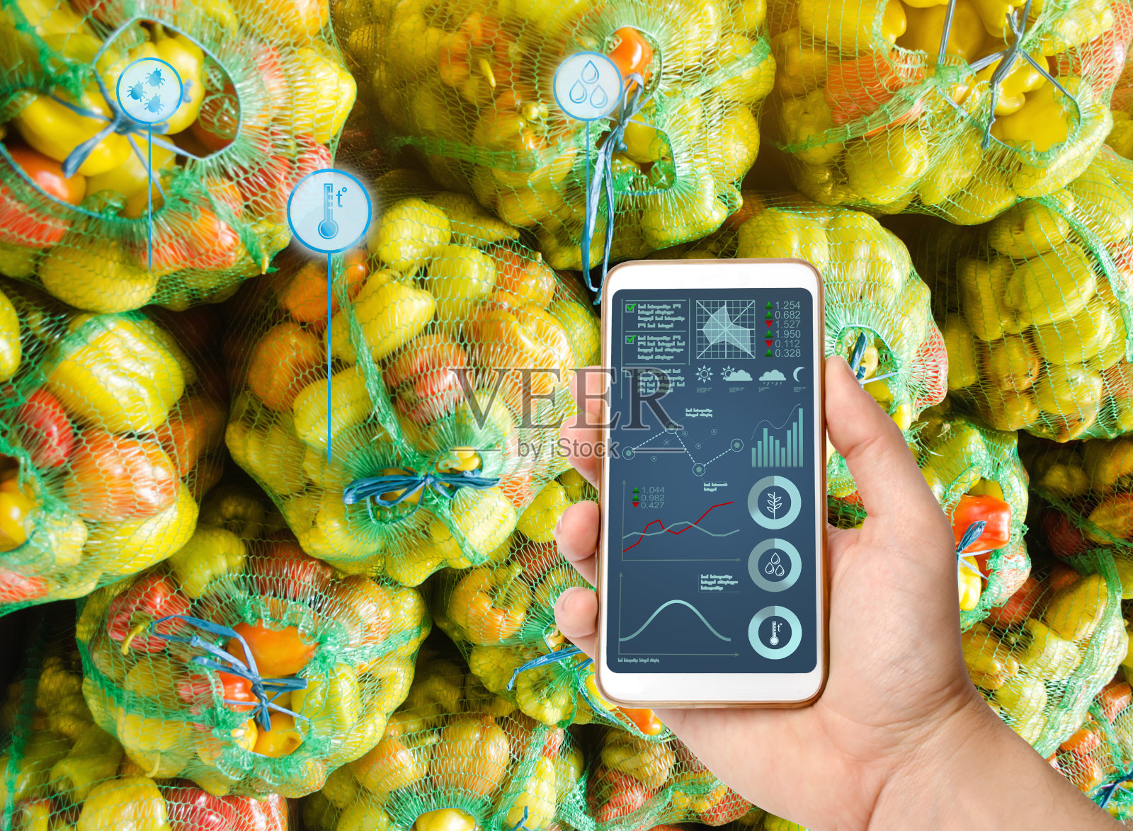 农民拿着装满辣椒的袋子背景下的智能手机。农业创业、自动化和作物质量改良、高科技创新、科研。照片摄影图片