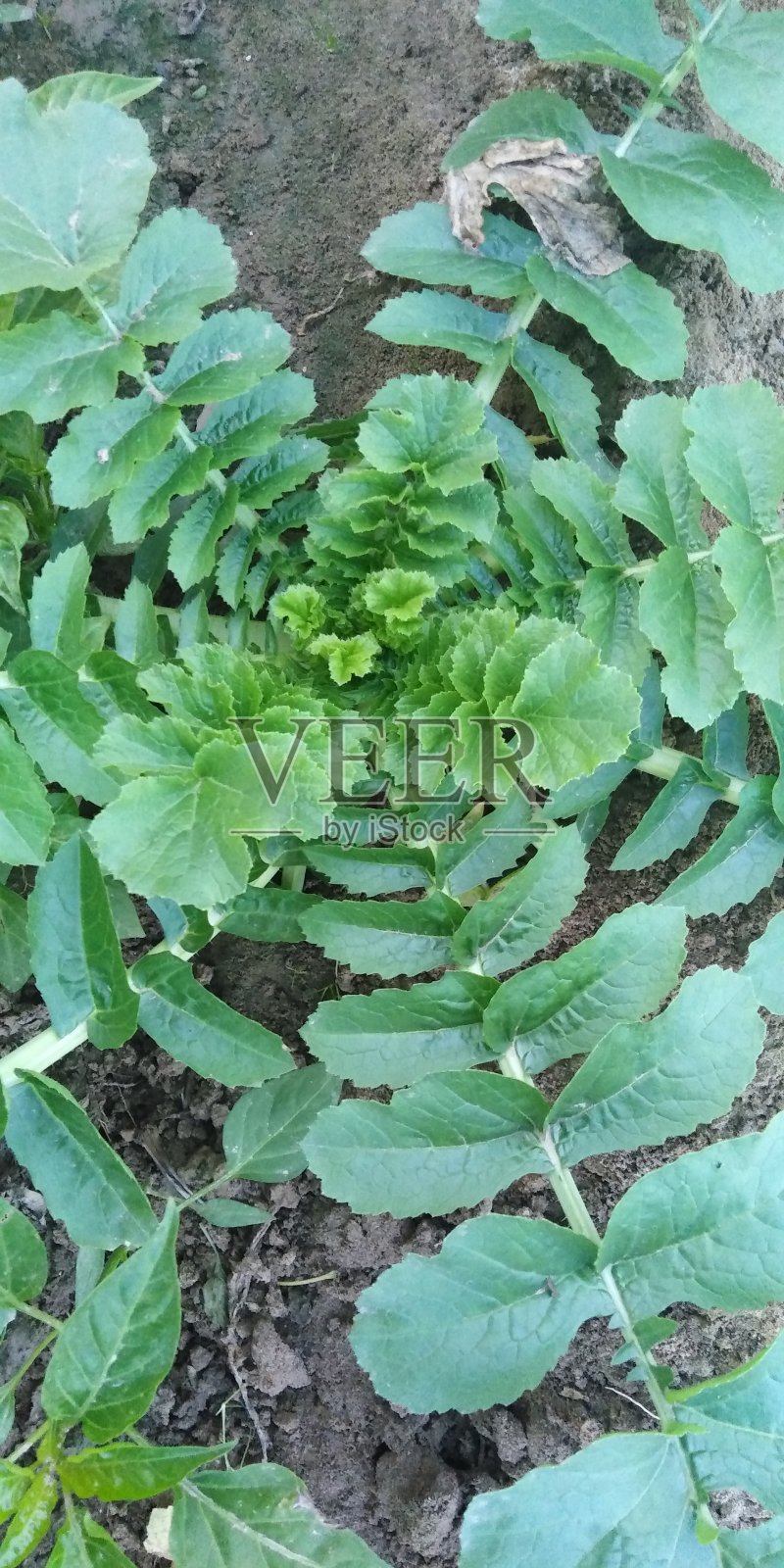 萝卜叶子照片摄影图片