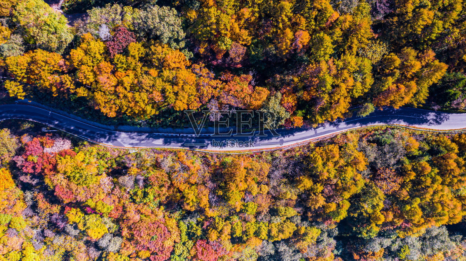 路在美丽的秋天森林照片摄影图片