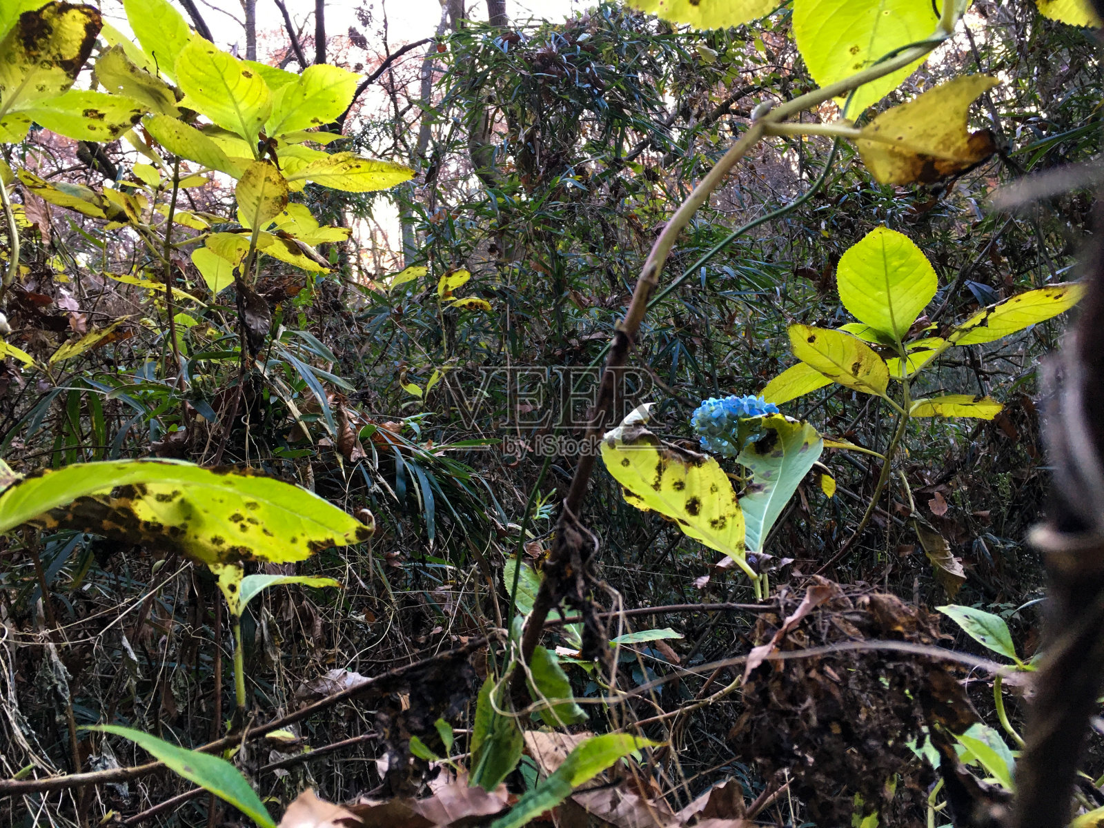 秋天的颜色在八王子市日本照片摄影图片