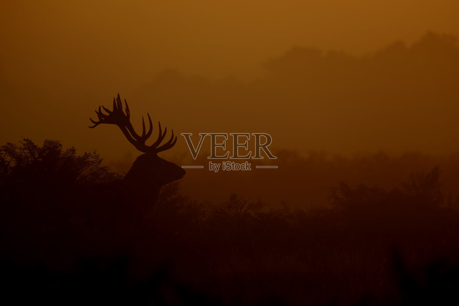 红鹿照片摄影图片