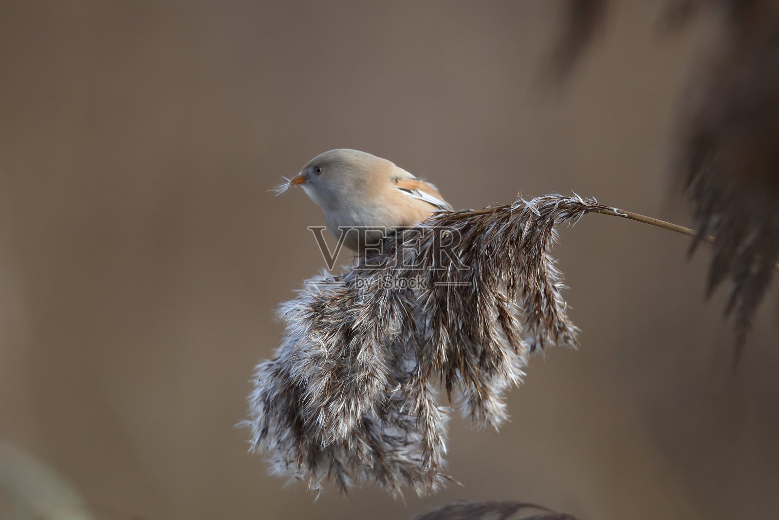 ,长胡子的reedling照片摄影图片