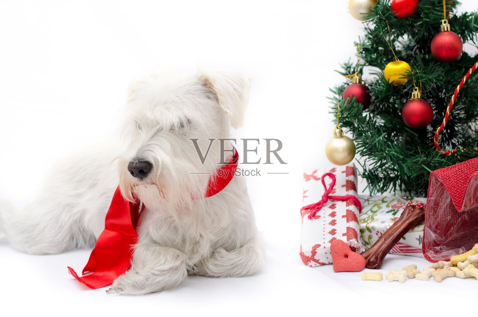 圣诞节雪纳瑞犬照片摄影图片