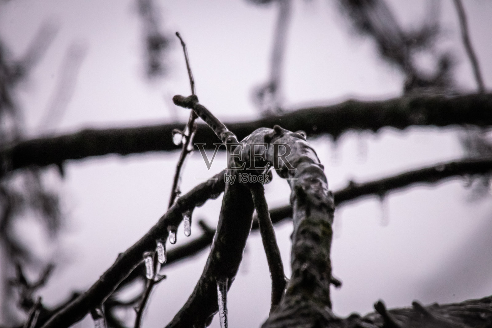 冷冻分支宏观照片摄影图片