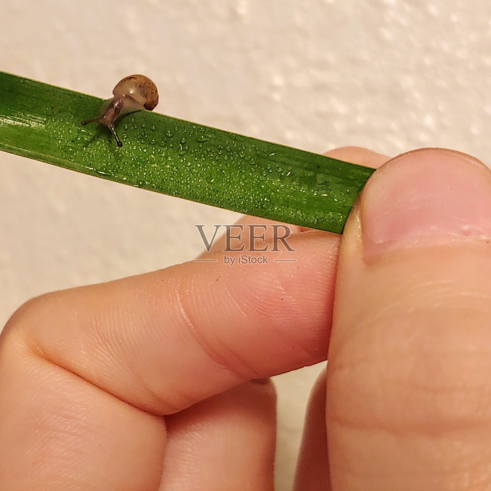 祖父Bitty照片摄影图片