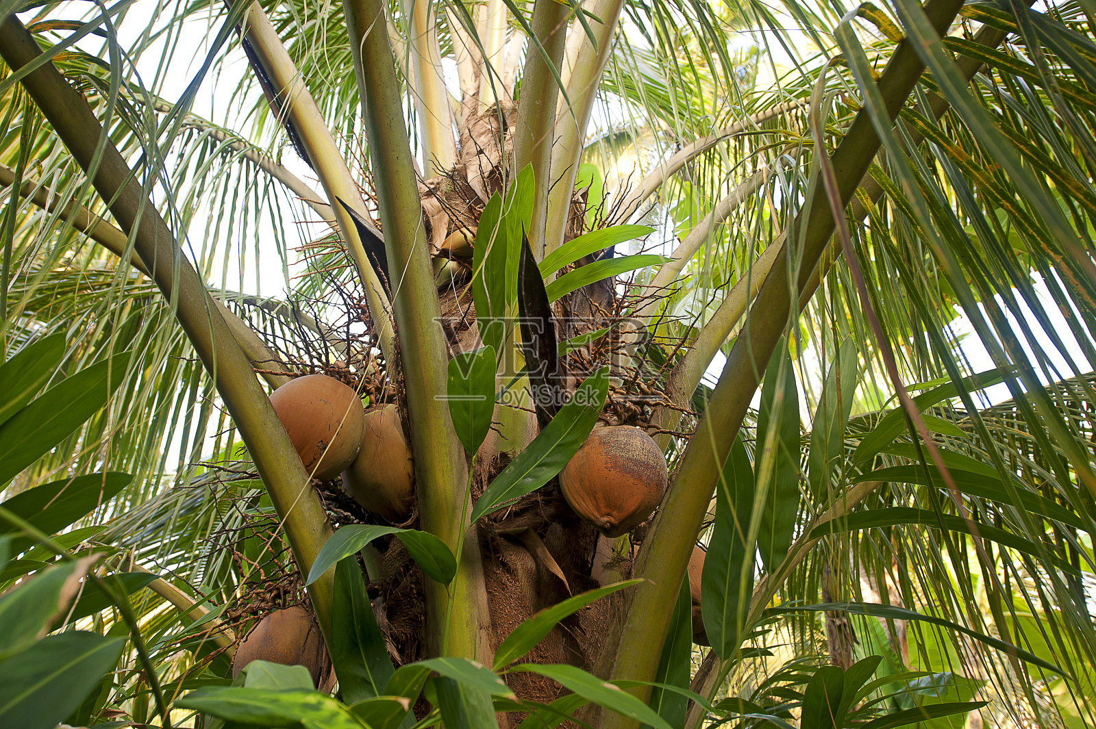 椰子树，生长在越南南部湄公河畔的天然产品照片摄影图片