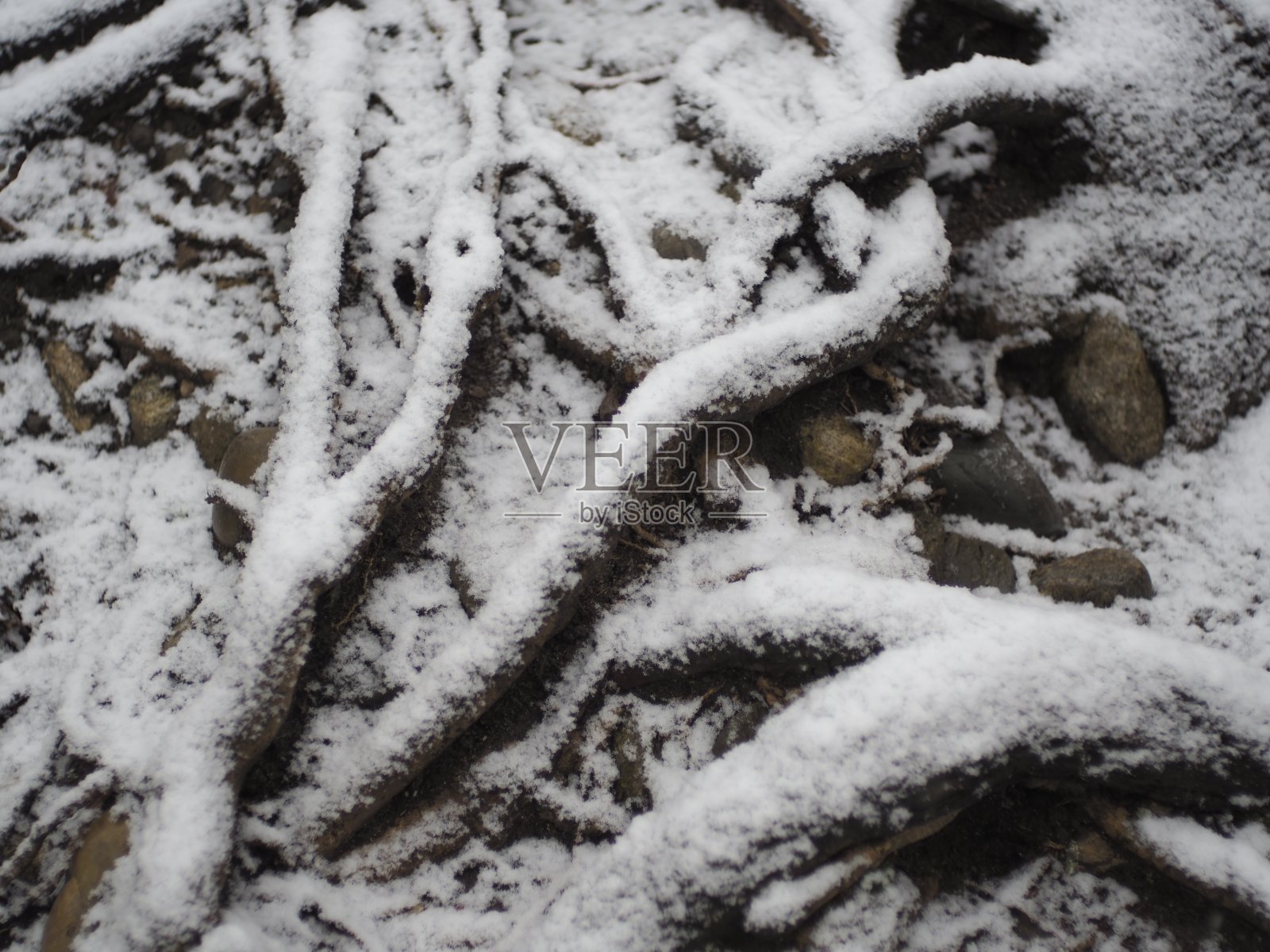 公园在冬天照片摄影图片
