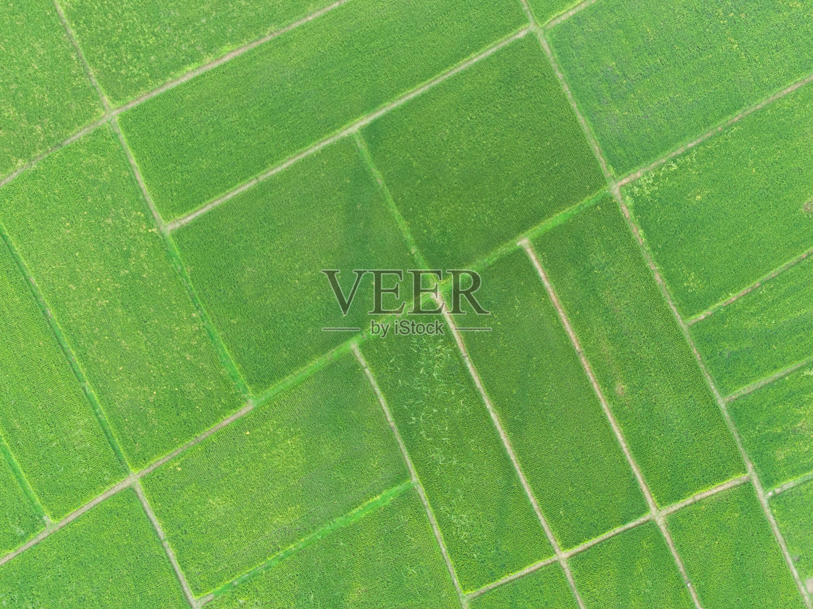 稻田景观无人机。以乡村梯田格局为背景的风景照片摄影图片