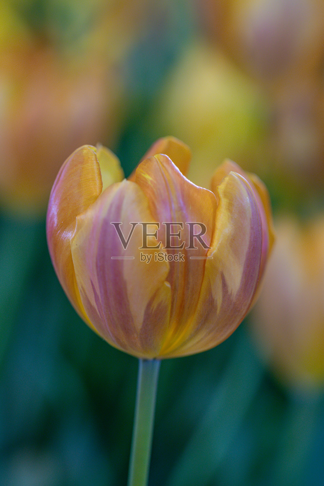 模糊特写美丽的橙色郁金香花在自然背景。选择性聚焦公主艾琳郁金香花。照片摄影图片