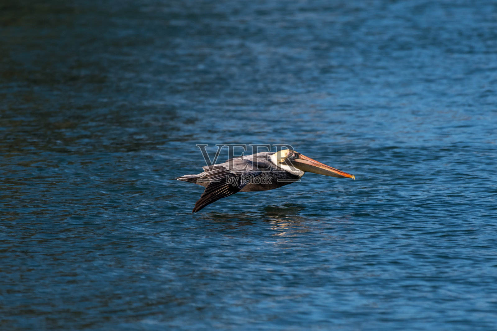 在水面上低飞的褐鹈鹕(西鹈鹕)照片摄影图片