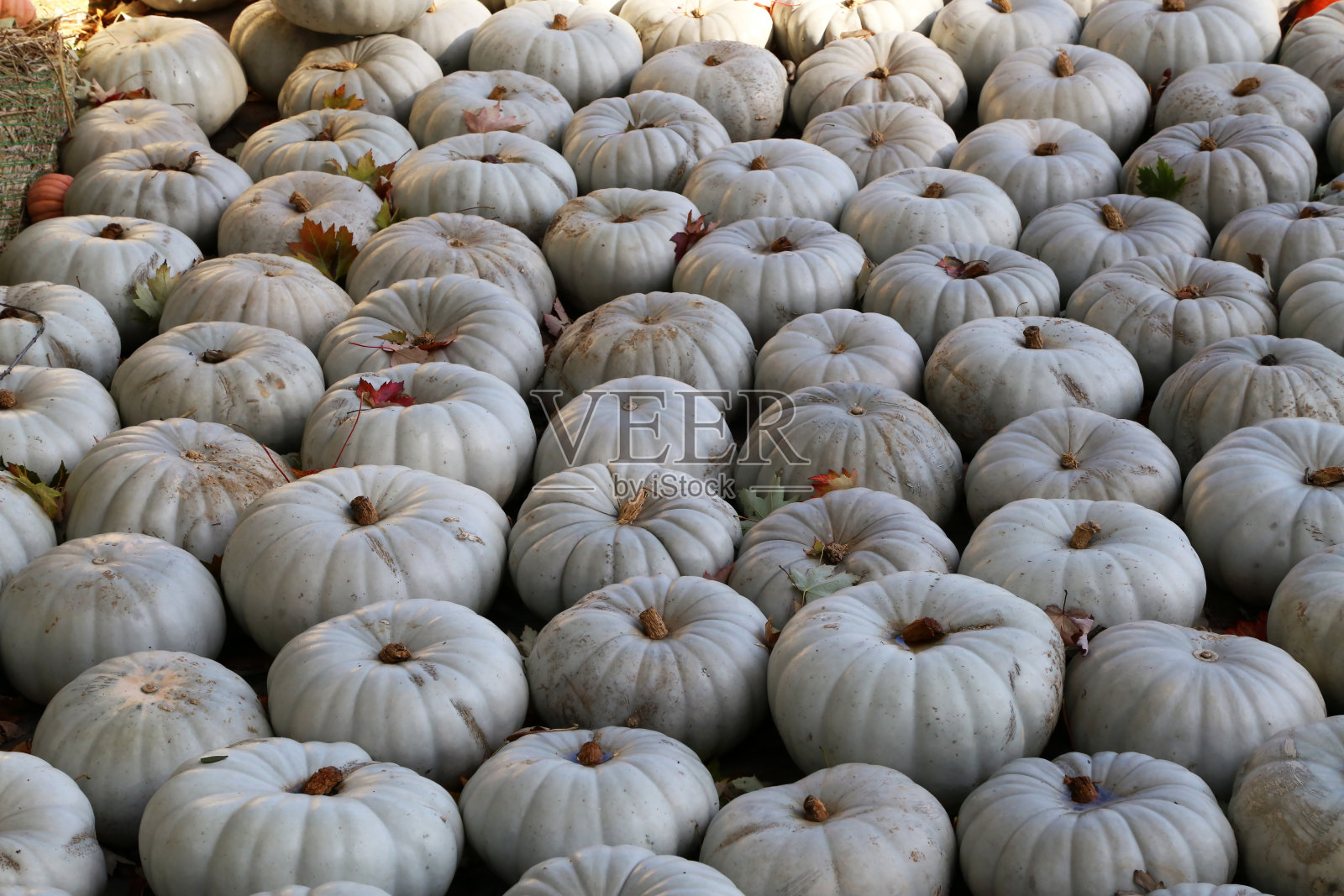 秋季农贸市场上的新鲜健康有机南瓜照片摄影图片