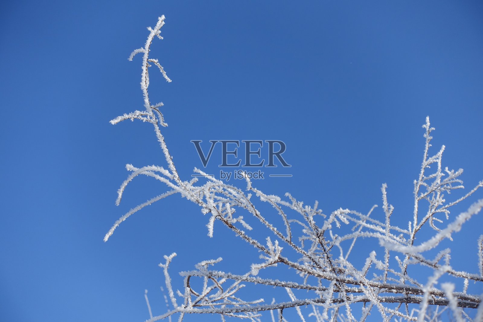 湛蓝的天空衬托着细枝上洁白的白霜照片摄影图片