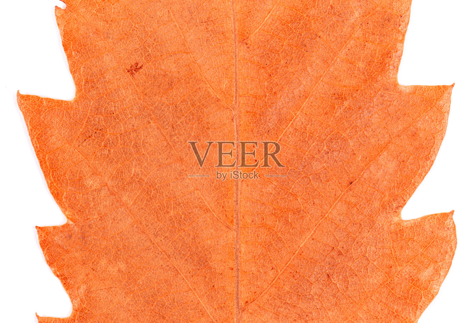 金色秋叶背景。微距拍摄的金秋树叶背景照片摄影图片