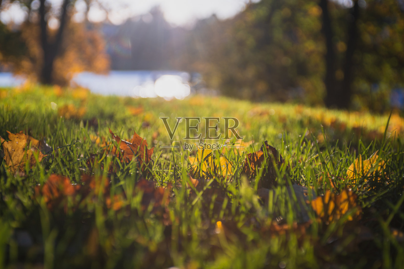 枯黄的叶子落在绿色的草地上，秋天明亮的太阳在背景上照片摄影图片